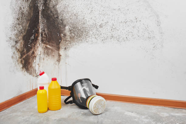 Best Emergency Mold Removal  in West Chatham, MA