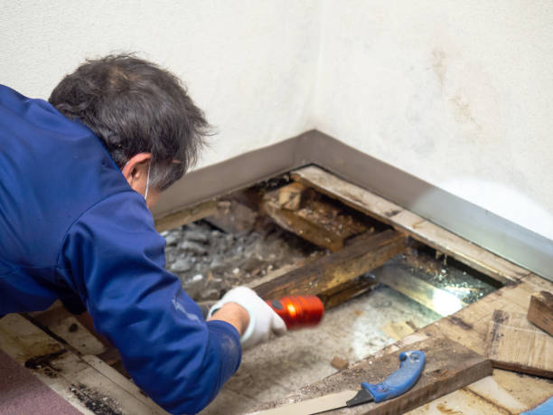 Best Mold Remediation  in West Chatham, MA