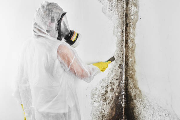 Mold Removal and Inspection in West Chatham, MA