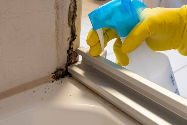 Best Mold Removal Near Me  in West Chatham, MA