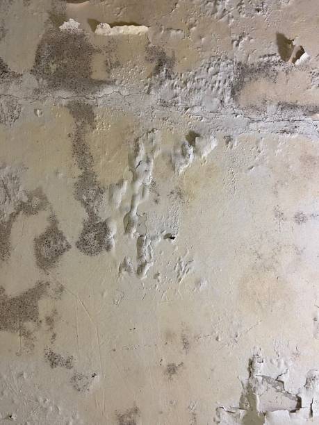 Best Local Mold Removal Service  in West Chatham, MA