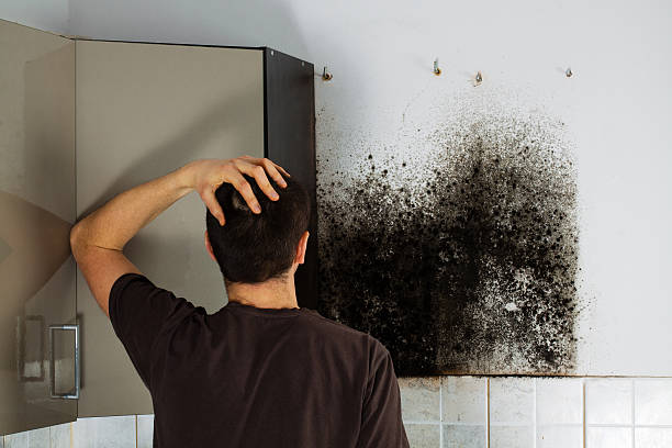 Best Mold Damage Repair  in West Chatham, MA